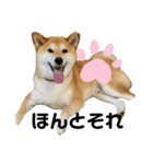 柴犬 タロちゃん（個別スタンプ：26）
