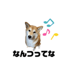 柴犬 タロちゃん（個別スタンプ：29）