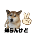 柴犬 タロちゃん（個別スタンプ：30）
