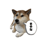 柴犬 タロちゃん（個別スタンプ：31）