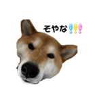 柴犬 タロちゃん（個別スタンプ：35）