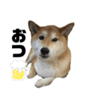 柴犬 タロちゃん（個別スタンプ：36）