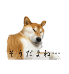 柴犬 タロちゃん（個別スタンプ：37）