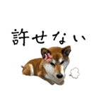 柴犬 タロちゃん（個別スタンプ：38）