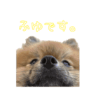 ふゆくん日常スタンプ（個別スタンプ：7）