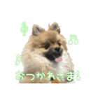 ふゆくん日常スタンプ（個別スタンプ：10）