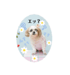 うるぽのシーズー2025（個別スタンプ：5）