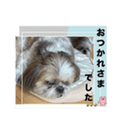 うるぽのシーズー2025（個別スタンプ：16）