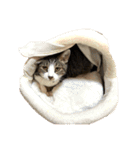ビビ多め（個別スタンプ：38）