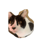 愛猫スタンプ 1（個別スタンプ：1）