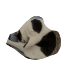愛猫スタンプ 1（個別スタンプ：3）
