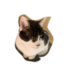 愛猫スタンプ 1（個別スタンプ：4）