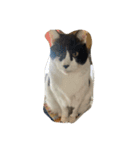 愛猫スタンプ 1（個別スタンプ：6）