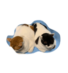 愛猫スタンプ 1（個別スタンプ：7）