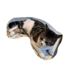 愛猫スタンプ 1（個別スタンプ：8）