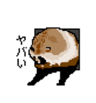 ドットのたぬき4（個別スタンプ：2）