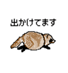 ドットのたぬき4（個別スタンプ：12）