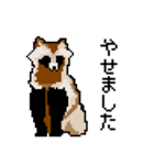 ドットのたぬき4（個別スタンプ：17）
