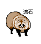ドットのたぬき4（個別スタンプ：33）