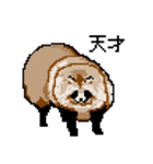 ドットのたぬき4（個別スタンプ：34）