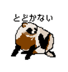 ドットのたぬき4（個別スタンプ：37）