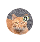 うちのコStamp4（個別スタンプ：4）