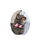 うちのコStamp4（個別スタンプ：5）