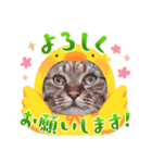 うちのコStamp4（個別スタンプ：11）