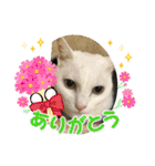ねこx4（個別スタンプ：1）