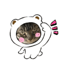 ねこx4（個別スタンプ：2）