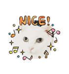 ねこx4（個別スタンプ：4）