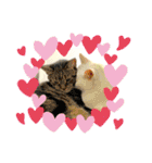 ねこx4（個別スタンプ：6）