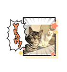 ねこx4（個別スタンプ：7）