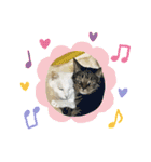 ねこx4（個別スタンプ：8）