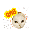 ねこx4（個別スタンプ：10）