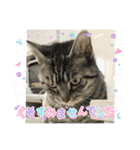 ねこx4（個別スタンプ：12）