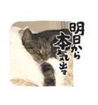 ねこx4（個別スタンプ：13）