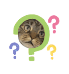 ねこx4（個別スタンプ：14）