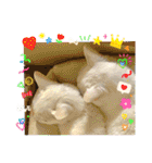 ねこx4（個別スタンプ：15）