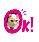 ねこx4（個別スタンプ：17）
