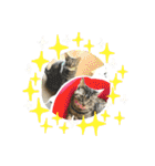 ねこx4（個別スタンプ：19）