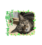ねこx4（個別スタンプ：20）