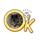 ねこx4（個別スタンプ：21）