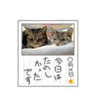ねこx4（個別スタンプ：23）