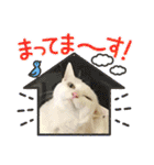 ねこx4（個別スタンプ：25）
