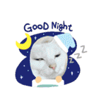 ねこx4（個別スタンプ：26）