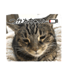 ねこx4（個別スタンプ：27）