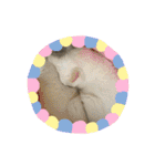ねこx4（個別スタンプ：30）
