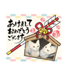ねこx4（個別スタンプ：34）