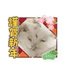 ねこx4（個別スタンプ：35）